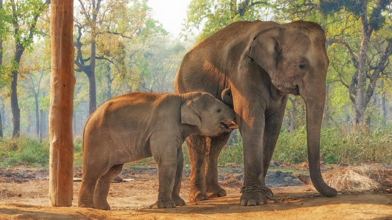Jeep Safari in Chitwan National Park
