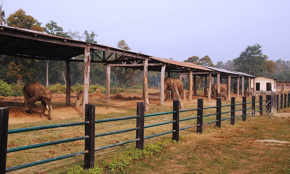 Jeep Safari in Chitwan National Park