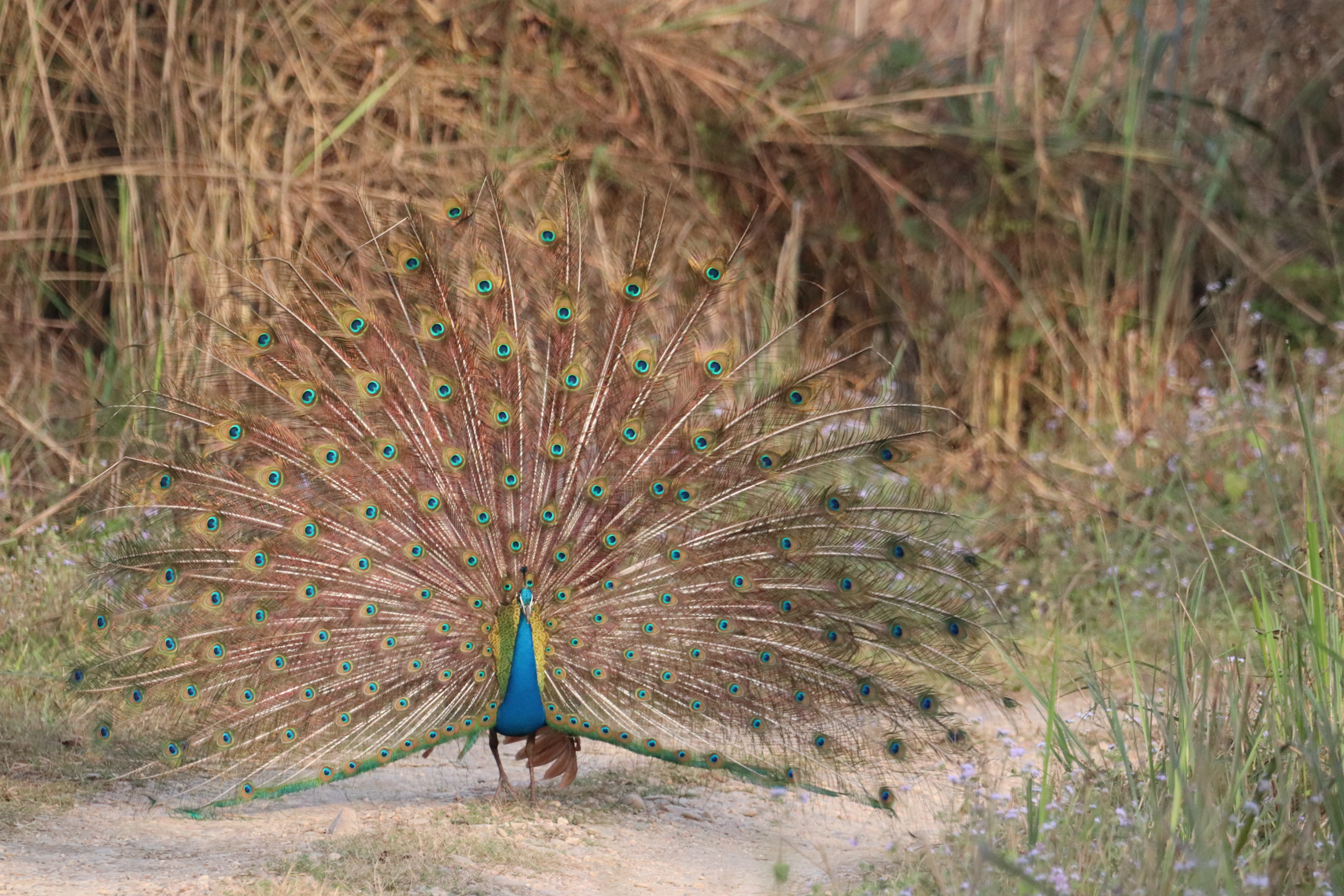 Jeep Safari in Chitwan National Park
