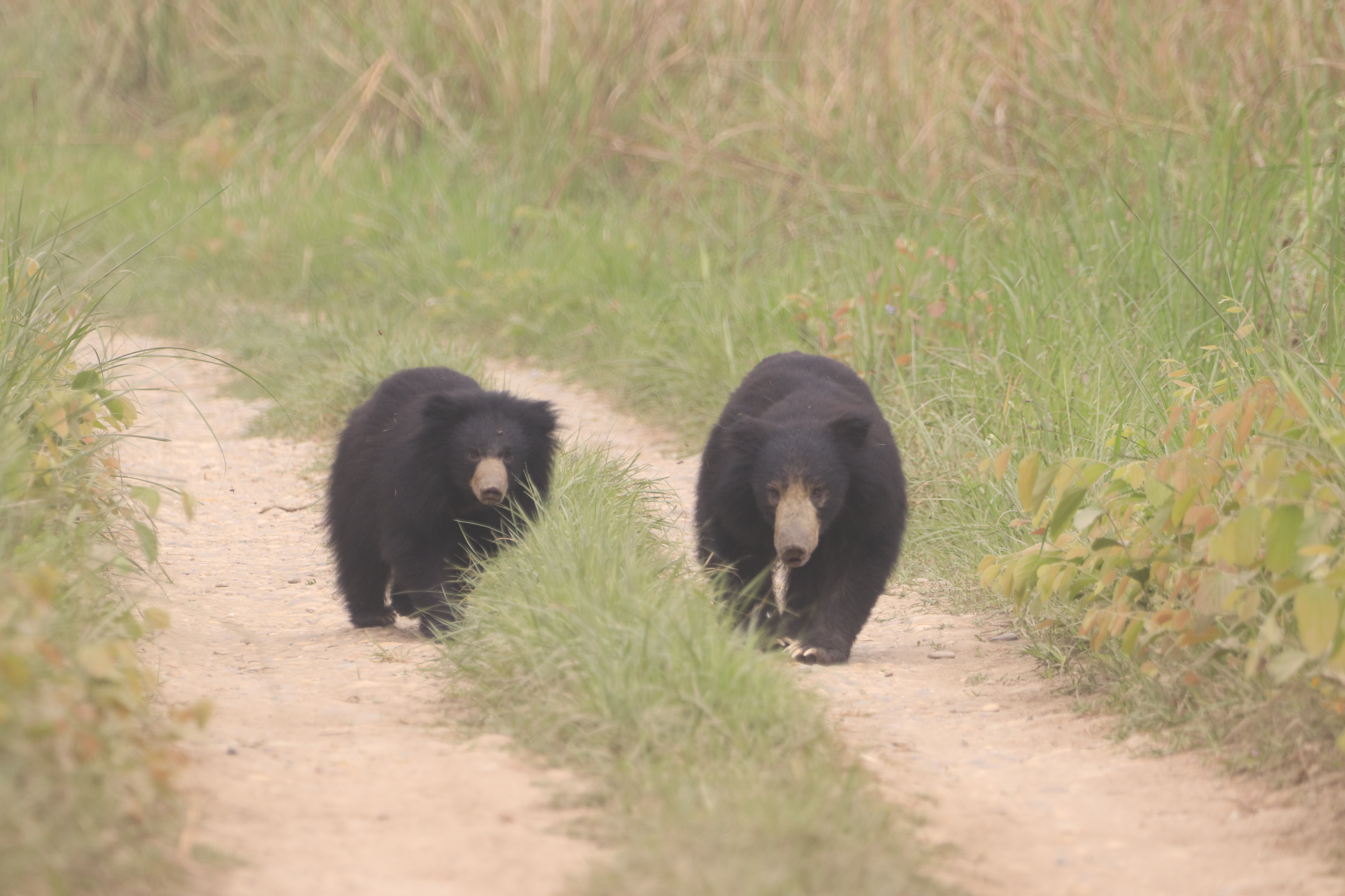 Jeep Safari in Chitwan National Park